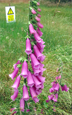 foxglove
