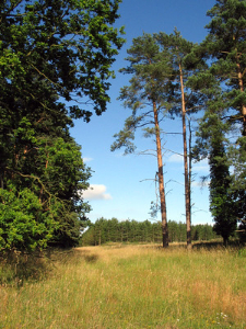 Thetford Forest, summer