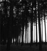Thetford Forest Archaeology