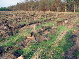 Typical restocked compartment at Thetford