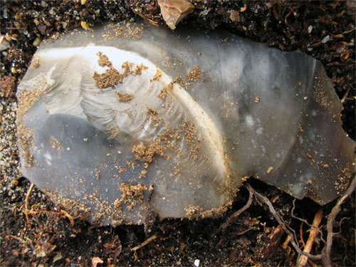 Flint flake in Thetford Forest