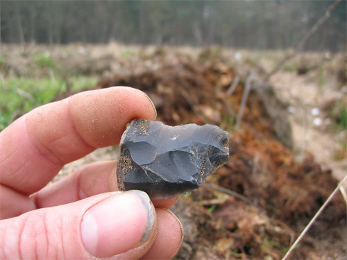 showing a dorsal surface