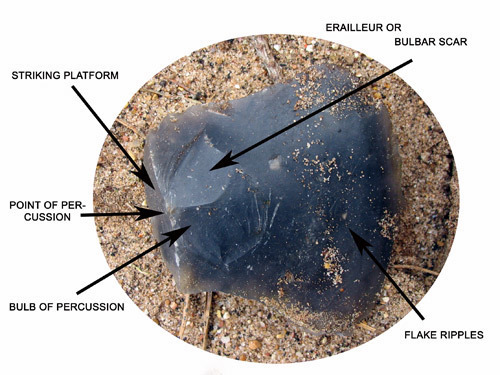 Ventral Surface