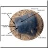 ventral surface
