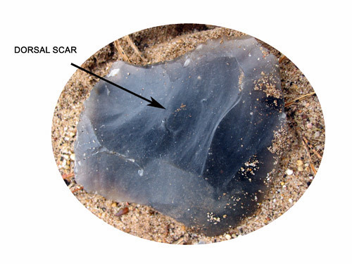 dorsal surface