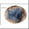 dorsal surface