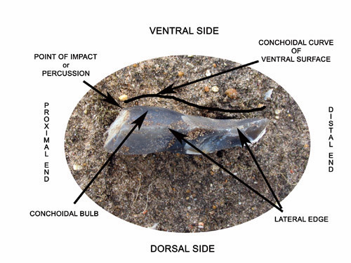 lateral edge
