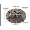 lateral edge