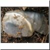 flint flake in earth