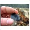 flint flake