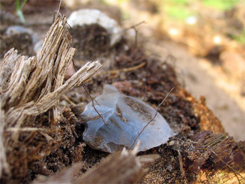flint flake
