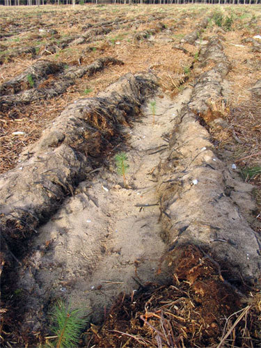 corsican pine