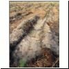 restocked planting trench