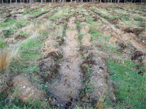 Forestry Restocking Trenches