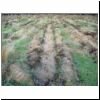 Restocked furrow