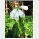 white foxglove