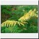 bracken