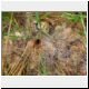 funnel cobweb