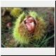 sweet chestnut