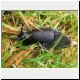 black slug
