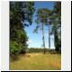 open areas in the forest