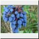 oregon grape