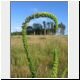 grasslands