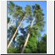 pine trees