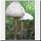parasol mushrooms