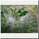 cobweb in holly