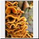 tree fungus