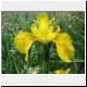 iris flower