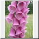 foxglove