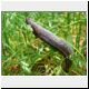 leopard slug