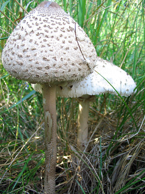Parasol mushrooms growing in a woodland clearing
