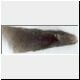 microlith