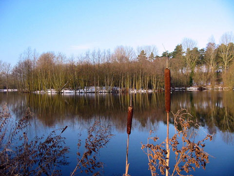 The quiet, still waters of Abbey Lake surrounded by winter trees on a crisp, cold day near Thetford